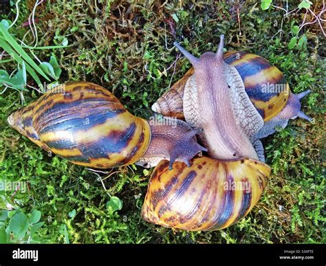  Achatina! Uno strano lumaca che non teme l'avventura e il gusto di una foglia fresca.