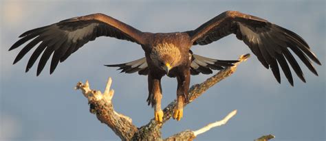  Aquila Reale: Un Rapitore Maestoso dalle Ali Ampie e dal Grifo Acuto!