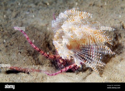  Branchiomma! Un Vermone di Mare che Vive Una Vita Solitaria ma Affascinante