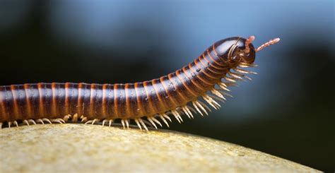  Brandt's Millipede: Discover These Ancient Armored Wonders Roaming the Earth's Hidden Corners!