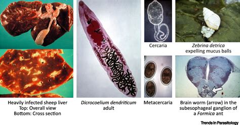  Dicrocoelium dendriticum: Un parassita dall’aspetto insignificante che però governa le menti dei suoi ospiti con astuzia!