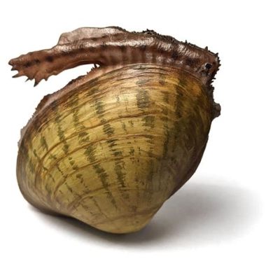  Fasciola: Una Mollusca Bivalve che Vive tra i Suoi Simili e si Nutre di Microorganismi!