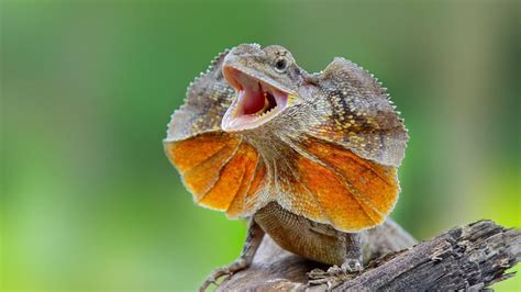  Frill-Necked Lizard: A Remarkable Reptile Hiding in Plain Sight With Its Spectacular Frilly Collar and Powerful Hunting Tactics!