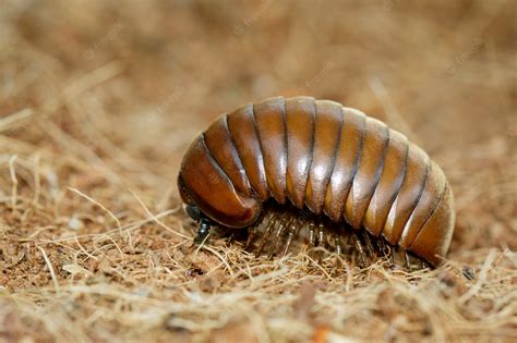  Glomerida: Un affascinante millepiedi che combina l'eleganza del suo corpo cilindrico con la forza del suo movimento sinuoso!