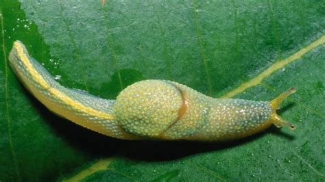  Jugoslavian Slug: A Glimpse into the World of This Curious Shell-less Snail