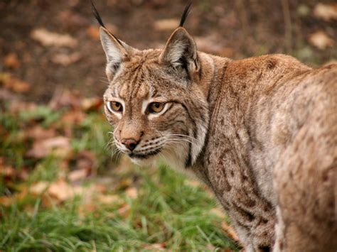  Linci: Un Felino Agile e Silenzioso Maestro della Foresta!