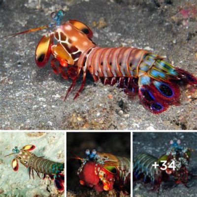  Mantis Shrimp: The Astonishing Undersea Gladiator That Combines Armored Defense With Explosive Speed!