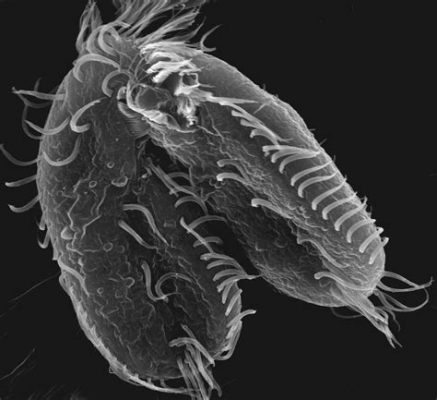  Oxytricha! Un Unicorno Microscopico Con Ciglia Inarrestabili