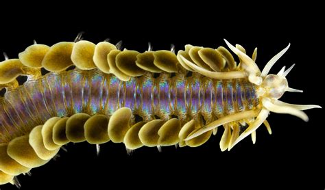  Polychaete _Phyllodoce_! The Undiscovered Jewel of the Intertidal Zone, Shimmering With Beauty and Hiding Secrets of Survival