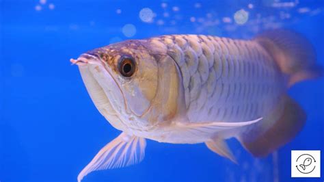  Arowana: Un Predatore Silenzioso con Squame Brillanti che Risplendono Come Gemme Preziose!