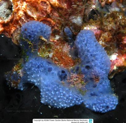  Dysidea! A Vibrant Sponge That Reminds Us Of Underwater Fireworks