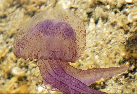  Jellyfish! A Tiny Terror That Packs a Powerful Sting