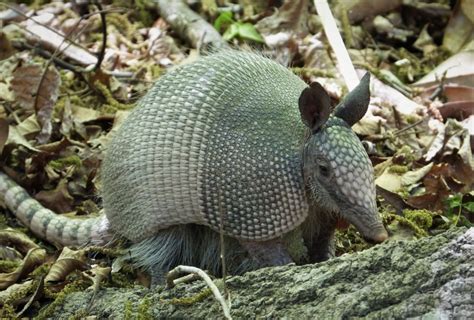  Nine-banded Armadillo: Can This Armored Mammal Really Jump Three Feet in the Air?!