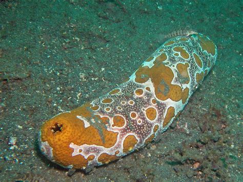  Oloturia: Un'Incredibile Creatura Marina che si Sposta con le Onde!