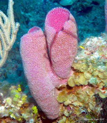  Purple Vase Sponge: This Remarkably Porous Creature Filters Water While Looking Quite Stylish!