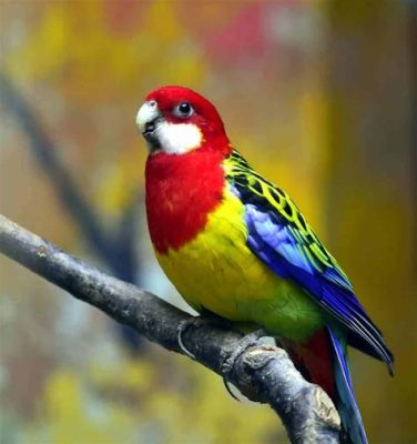  Rosella! Un Piccolo Pappagallo dai Colori Vibrant che Ama Gode delle Bevande Dolci